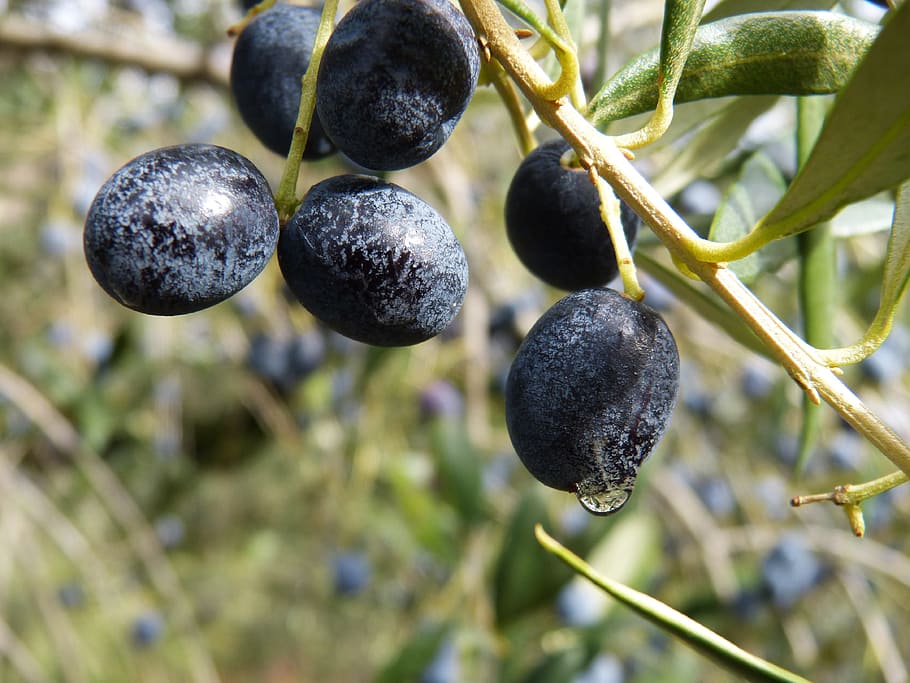 black fruits, Olives, Mature, Olive, fruit, growth, agriculture, food and drink, close-up, freshness