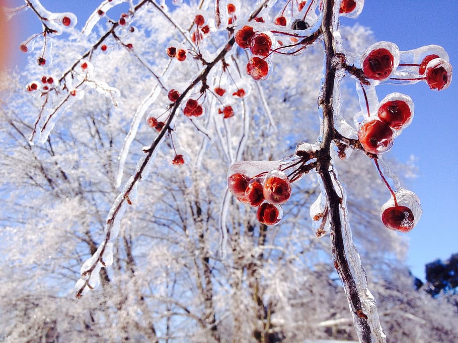 Ice, Trees, Crabapple, nature, tree, branch, winter, snow, season, frost