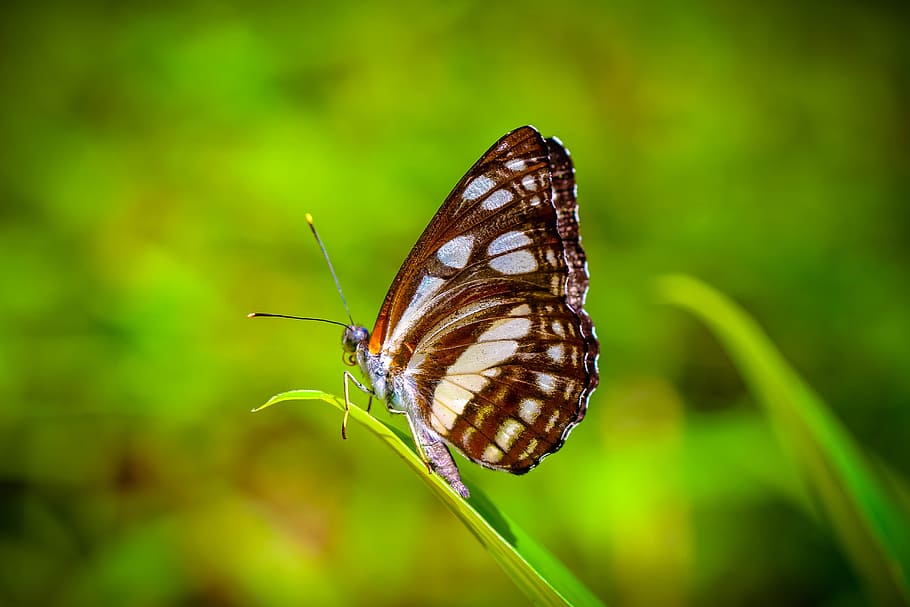 brown, butterfly, perched, grass, insects, butterfly plain color, wong nymphalidae, nature, the forests, animal wildlife