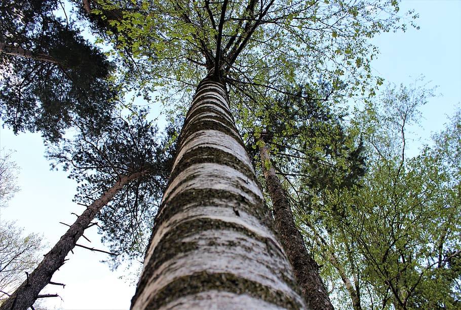 Birch Tree Low Angle Shot Wood Nature Leaf Large Close Up