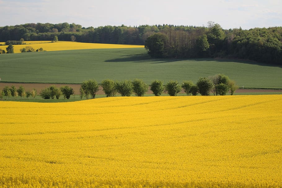 fields, rapeseed, yellow, nature, spring, yellow flowers, summer, sun, flower, yellow flower