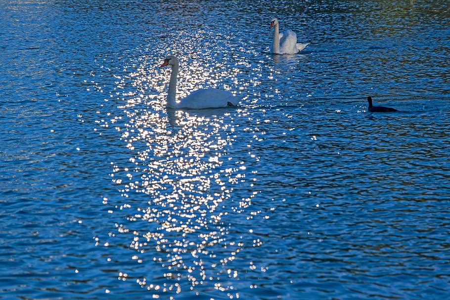 water, sun, swan, animal, bird, lake, sparkle, nature, reflection, shimmer