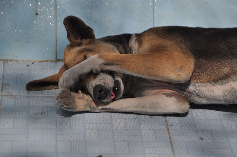 acostado, baldosas de mármol, al lado, pared, perro, quedarse dormido, cansado, soñoliento, lindo, fotografía de vida silvestre