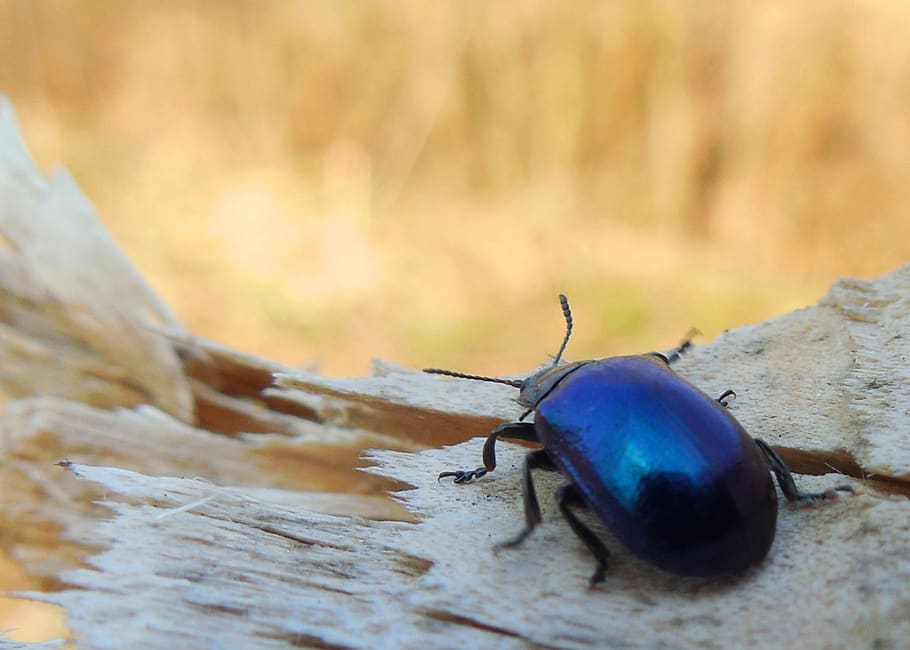 blue beetle, macro, tree, spring, animal wildlife, animals in the wild, insect, invertebrate, animal themes, animal