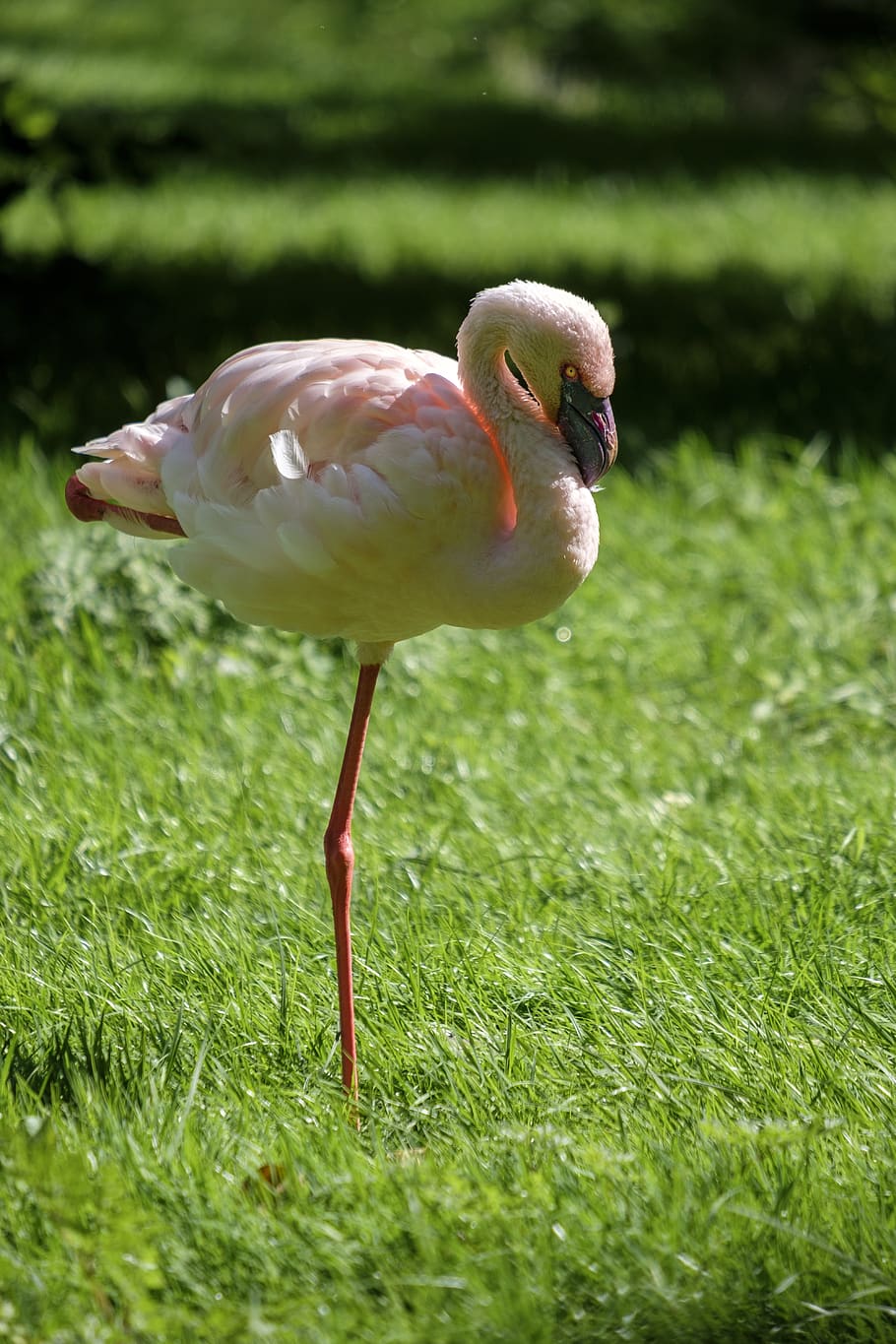 flamingo, bird, water bird, pink, bill, feather, animal, animal themes, animals in the wild, animal wildlife