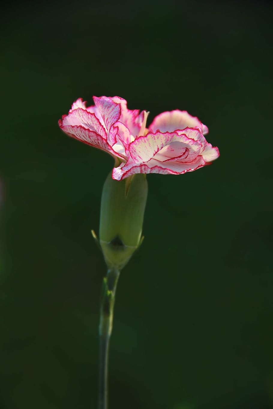 carnation, pink, flower, plant, flowers, white, flowering plant, vulnerability, fragility, beauty in nature