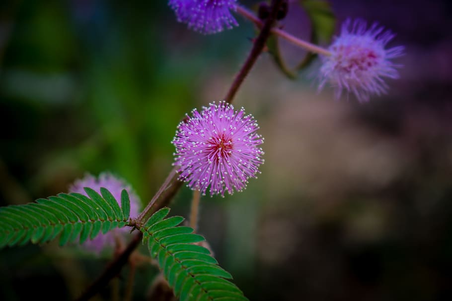 is a biennial plant, mimosa pudica, sensitive plant, nature, bloom, flower, sleepy plant, touch-me-not, plant, flowering plant