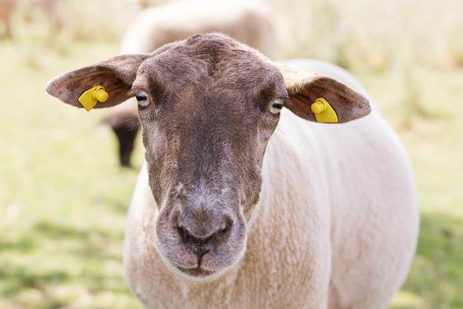 ovejas, retrato de los animales, cabeza, naturaleza, cordero, pasto, orejas, agricultura, mamífero, ganado