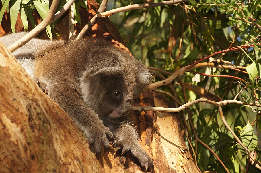 Australia, oso koala, perezoso, descanso, koala, animal, conservación de la naturaleza, isla philip, purry, tierno
