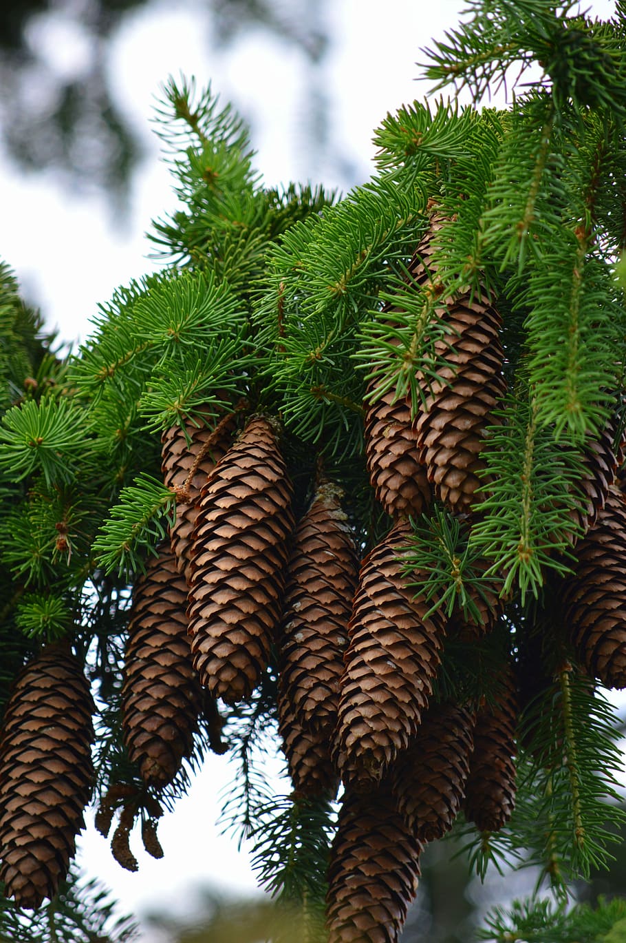 fir-tap-pine-cones-nature.jpg