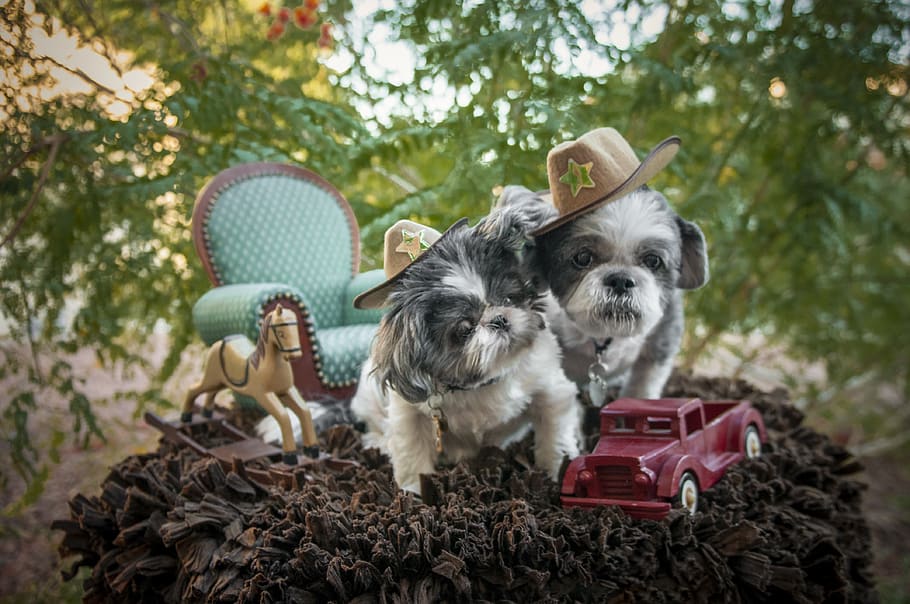 pip and murphy, shih tzus, dogs, sheriff and deputy, portrait, puppy, canine, adorable, backyard, companion