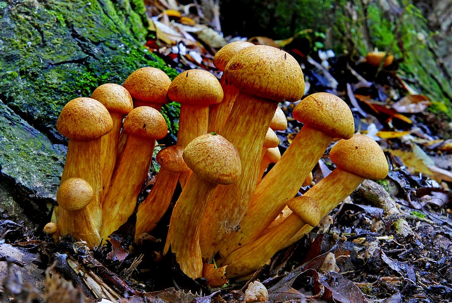 Gymnopilus junonius, bunch of yellow mushrooms, mushroom, fungus, growth, food, nature, land, toadstool, vegetable