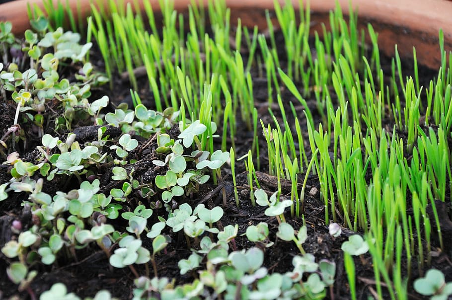 tanaman kecambah, kecambah, hijau, pot, tumbuh, microgreens, pertumbuhan, warna hijau, alam, tanaman