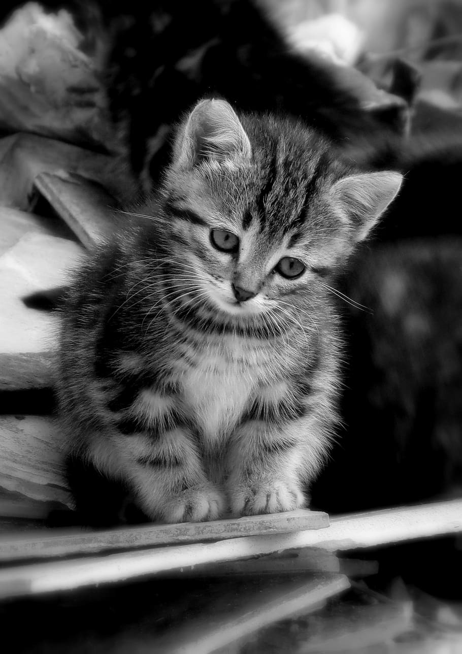 kitten, car, feline, black and white, nature, animals, tenderness, sadness, boards, field