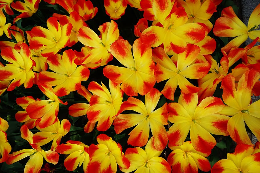 Holland, Netherlands, Flower, Garden, flower, garden, keukenhof, tulip, blossom, yellow, field