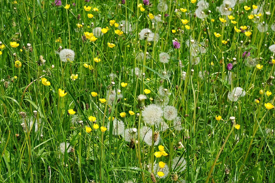 selective, focus photography, dandelion field, Meadow, Flowers, Field, Colorful, Summer, nature, spring