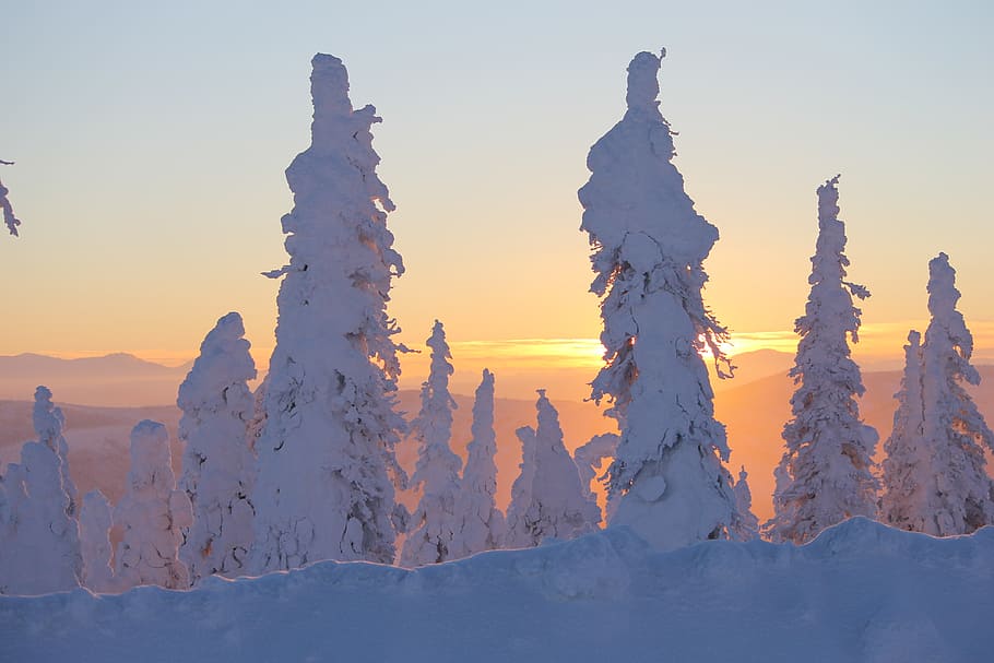 foto, nieve, cubierta, árboles, puesta de sol, hielo, alaska, nevado, carretera de dalton, congelado