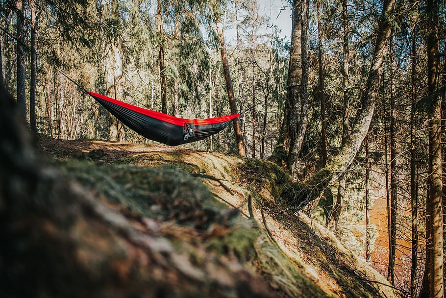 hammock, camping, forest, river, sleeping, lifestyle, autumn, tree, plant, nautical vessel