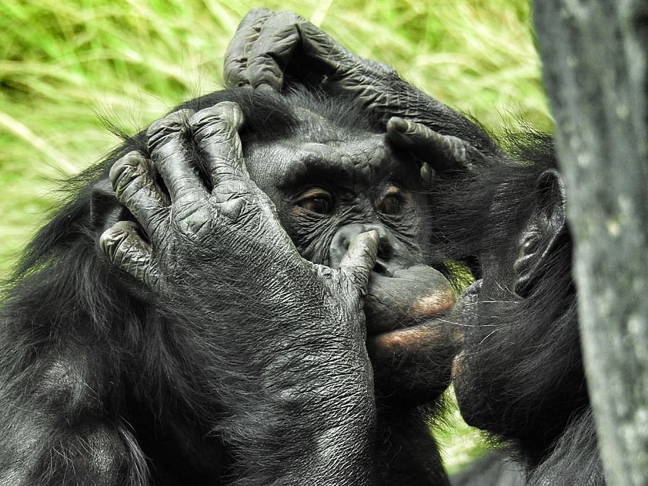 holding, nose, another, selective, focus photography, Bonobo, San Diego Zoo, Mammal, Ape, primate
