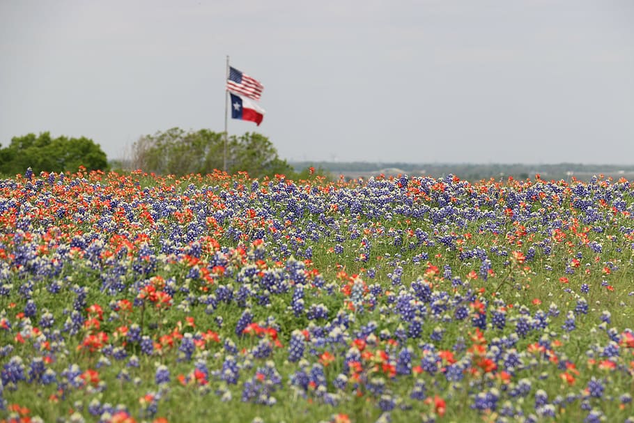 usa flag, daytime, flags, texas flag, us flag, american flag, field of flowers, wildflowers, spring, springtime