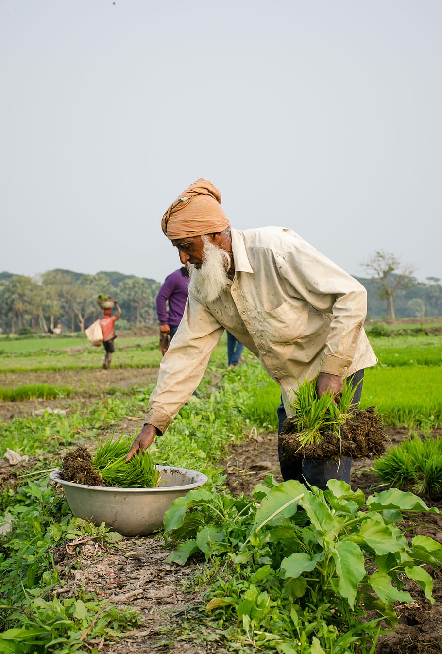 working, people, farming, oldman, old, grandfather, filled, work, growth, agriculture