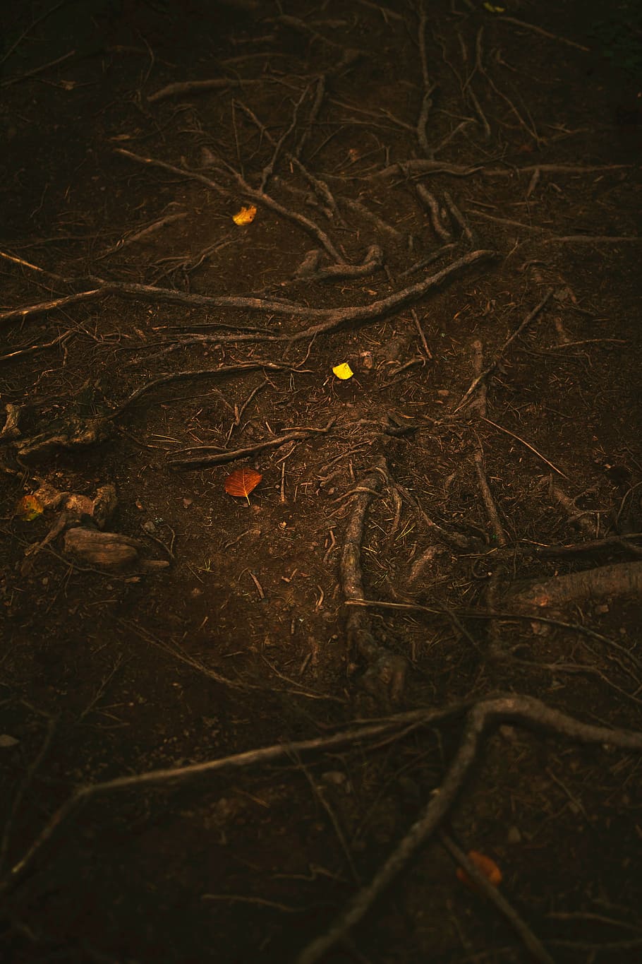 dried, leaf, brown, soil, nature, woods, forest, root, trees, backgrounds