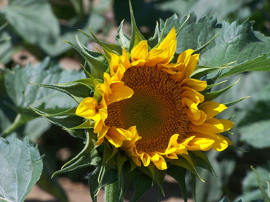 sunflower, yellow, oragnge, flowers, plants, summer, nature, garden, pedals, sunlight
