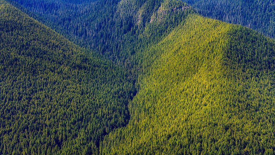 bird, eye-view photography, green, hills, Washington, Mountains, Forest, Trees, woods, valley