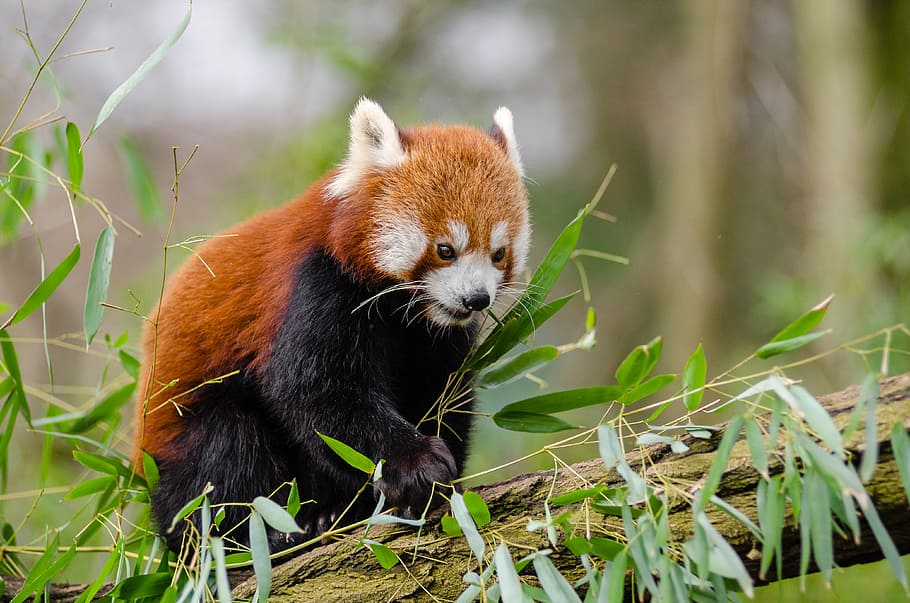 Red Panda, brown animal on lof, one animal, animal themes, animal, animal wildlife, animals in the wild, mammal, plant, vertebrate