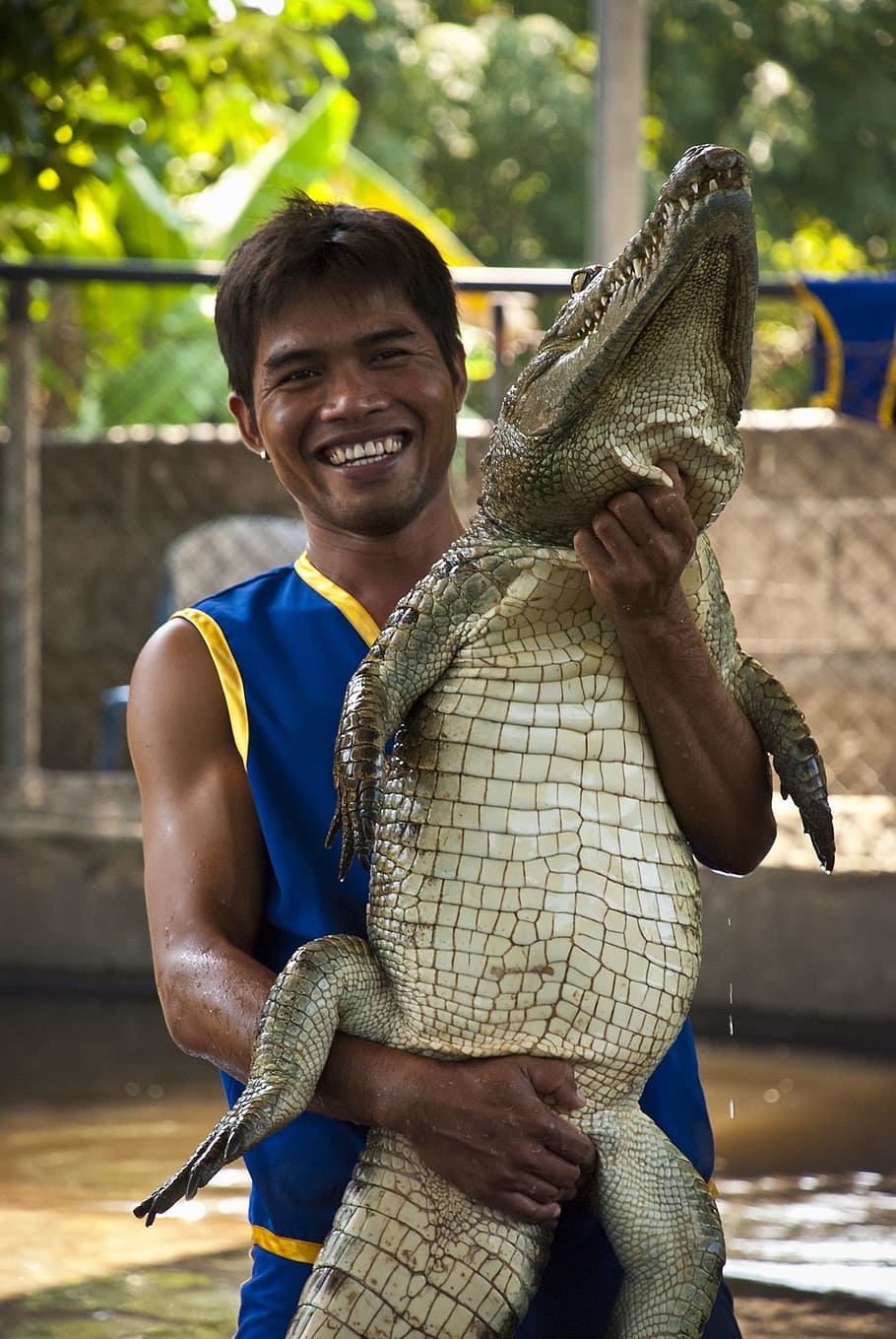 Crocodile, Alligator, Zoo, Circus, predator, dangerous, teeth, animal, reptile, green