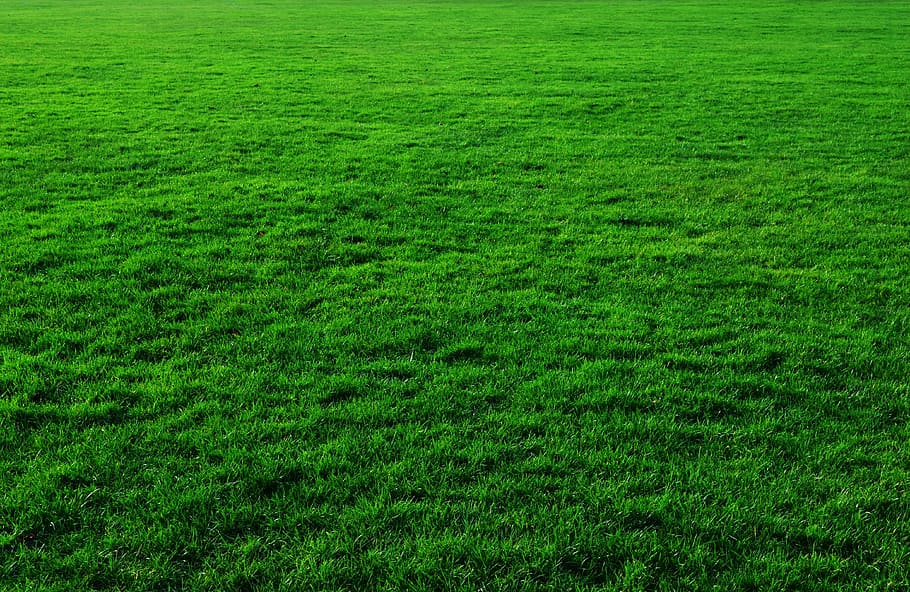 bidang rumput hijau, latar belakang, hijau, rumput, halaman rumput, latar belakang hijau, alam, lanskap, tanah, dataran