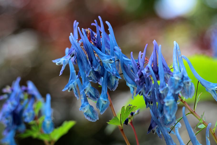 corydalis flexuosa spinners, helmbloem, blue, garden, decorative, beautiful, flowers, plant, flower, flowering plant