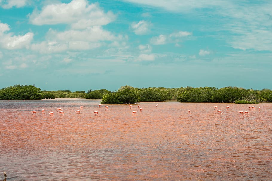 nature, flamingo, mangrove swamp, wild life, pink water, wild, laguna, tree, plant, water