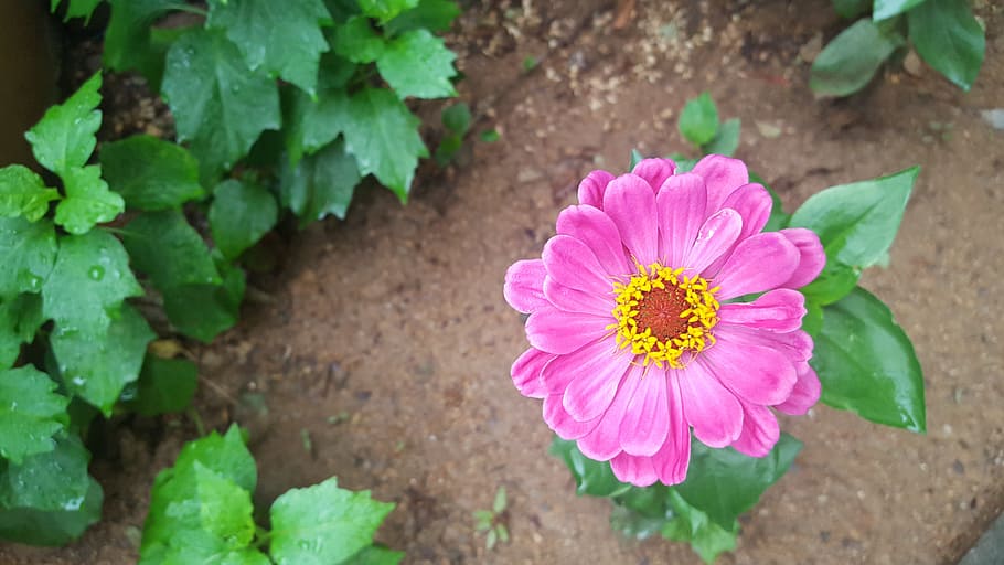 夏 ピンク 花 ピンクの花 梅雨 生活 プール ガーデニング 成長 植物 Pxfuel
