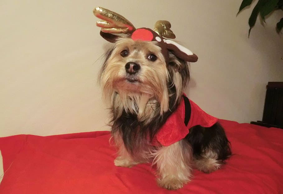 Navidad, mascota, animal, santa, feliz, celebración, tarjeta, perro, saludo, mascotas