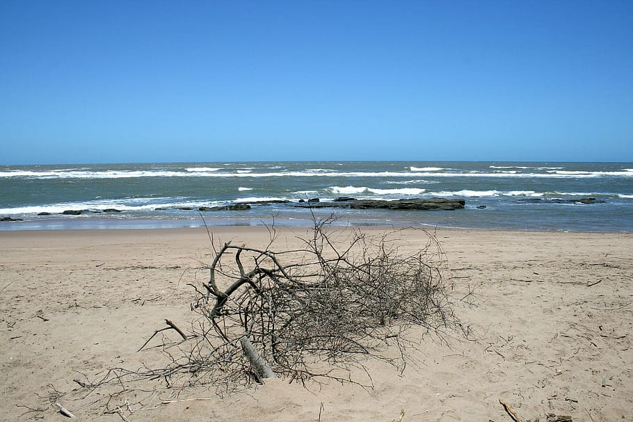 Deadwood en la playa, mar, océano, playa, arena, pincel, ramas, enredado, desolación, naturaleza