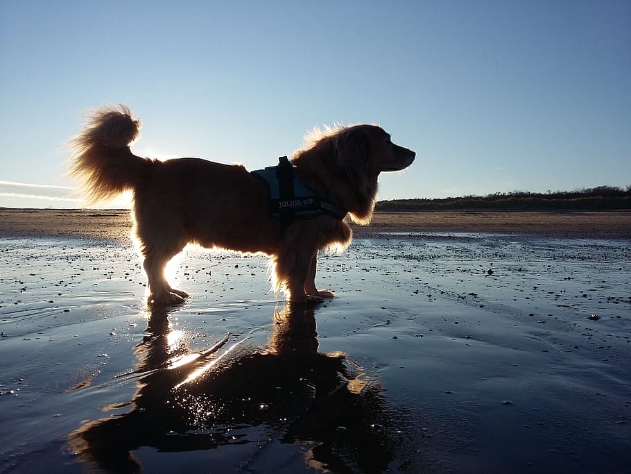 dogs, pets, favorite, beach, sea, water, sun, sky, dunes, portrait