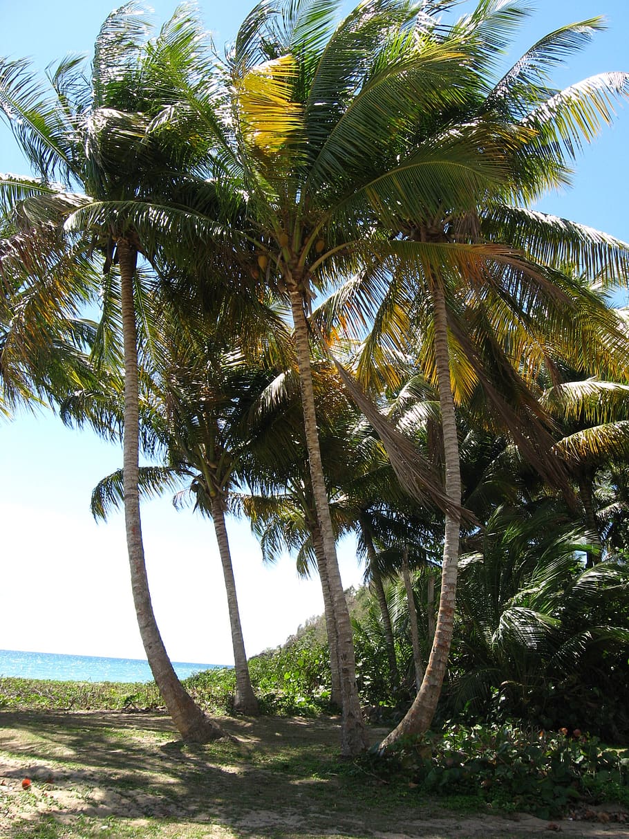 puerto, rico, palm tree, beach, island, paradise, ocean, breeze, sun, sea