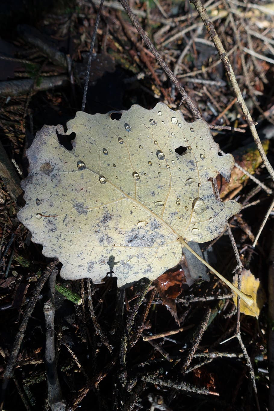 leaf, alder, drop of water, yellow, hell, autumn, forest floor, forest, macro, plant part