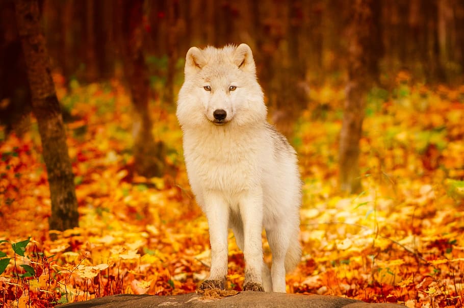 nature, wolf, forest, wild animals, autumn, animals, white wolf, animal world, one animal, animal
