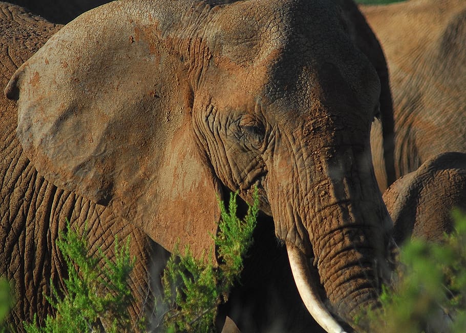 selvagem, elefante, áfrica, animais selvagens, natureza, região selvagem, hora da terra, conservação, reserva nacional de samburu, ameaçadas de extinção