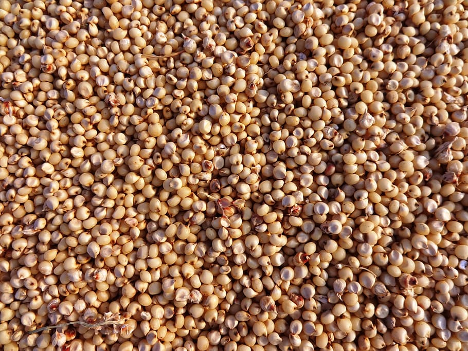 closeup, brown, seed lot, sorghum, jowar, seeds, hubli, india, crop, food