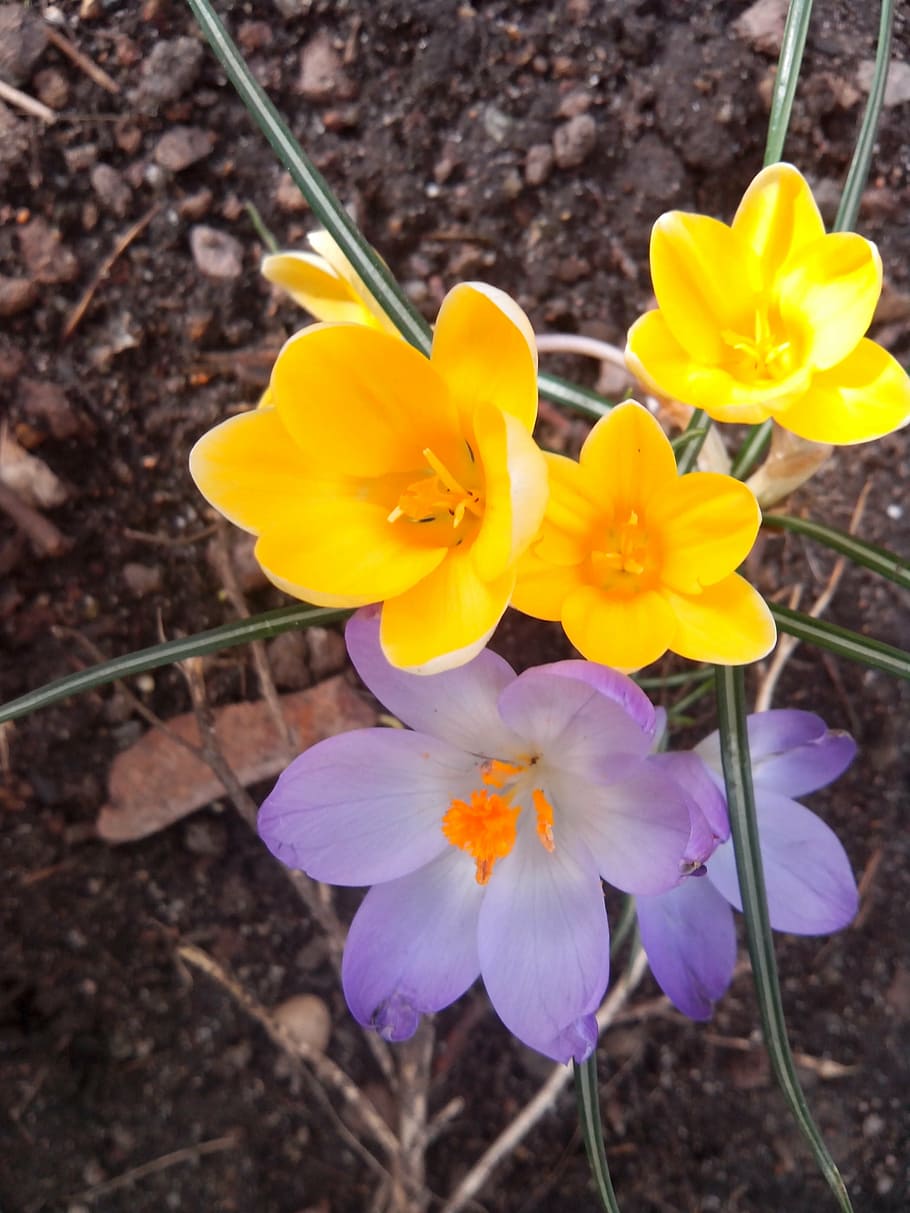 crocus, spring, purple, blossom, bloom, spring flower, close, yellow, nature, spring crocus