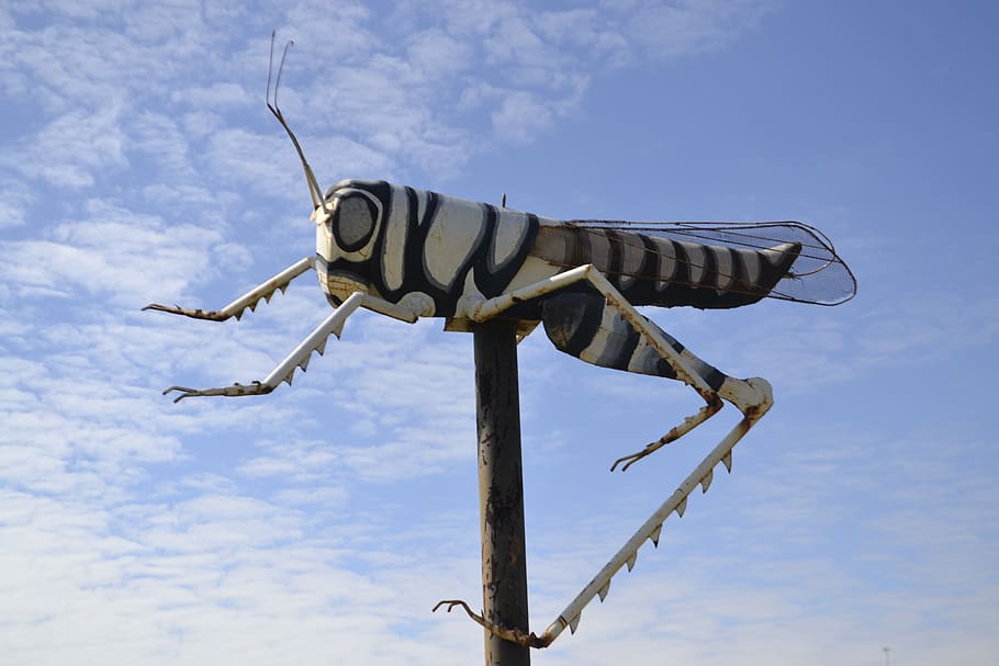 cricket, grasshopper, insect, wildlife, locust, colossal, bug, stripes, carving, model