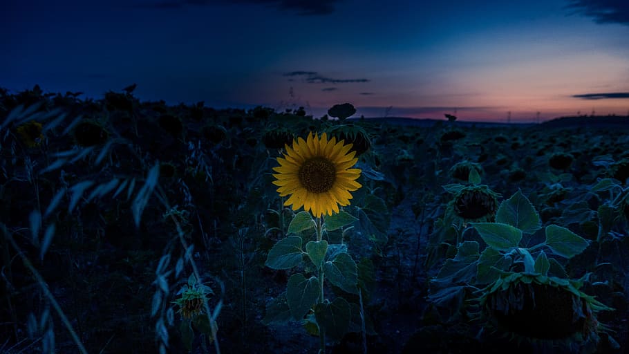 bed of sunflowers, sunset, sun flower, sunflower field, sky, nature, summer, landscape, sun, field