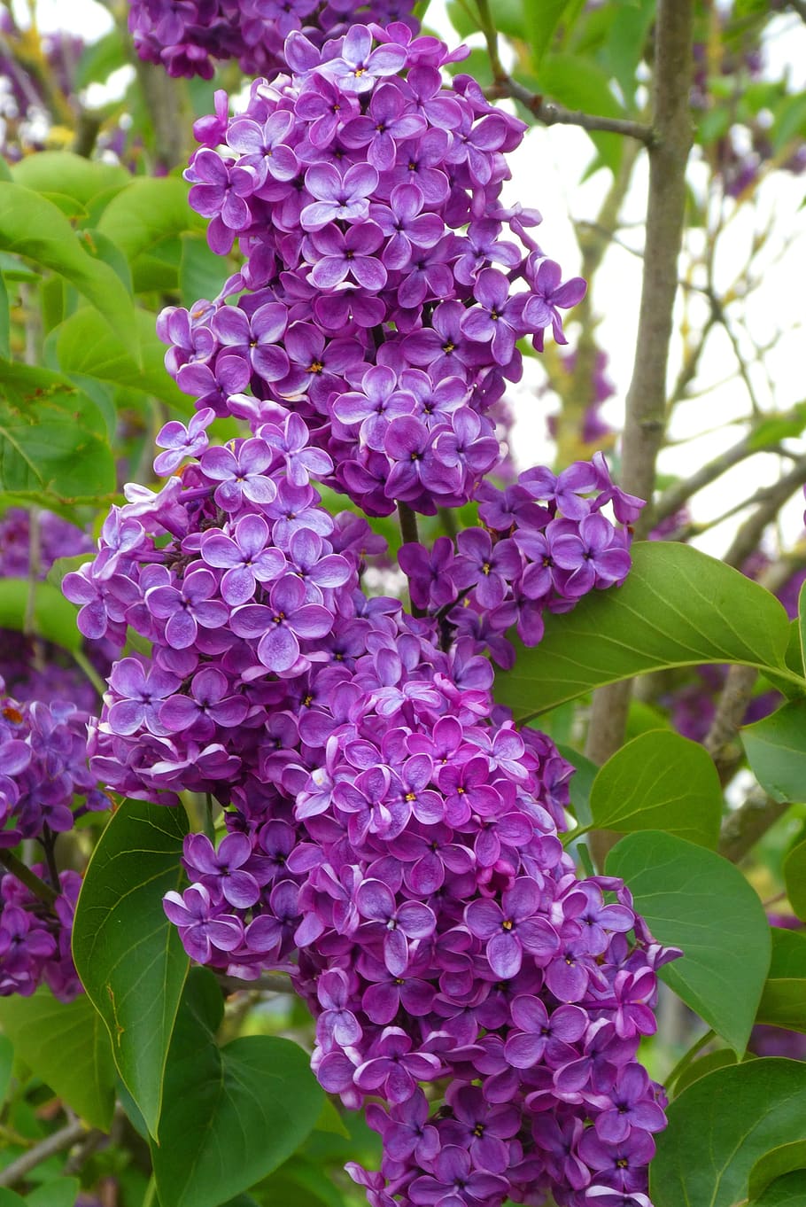 lila, flor, flores, floración, lilas, púrpura, naturaleza, primavera,  jardín, color | Pxfuel