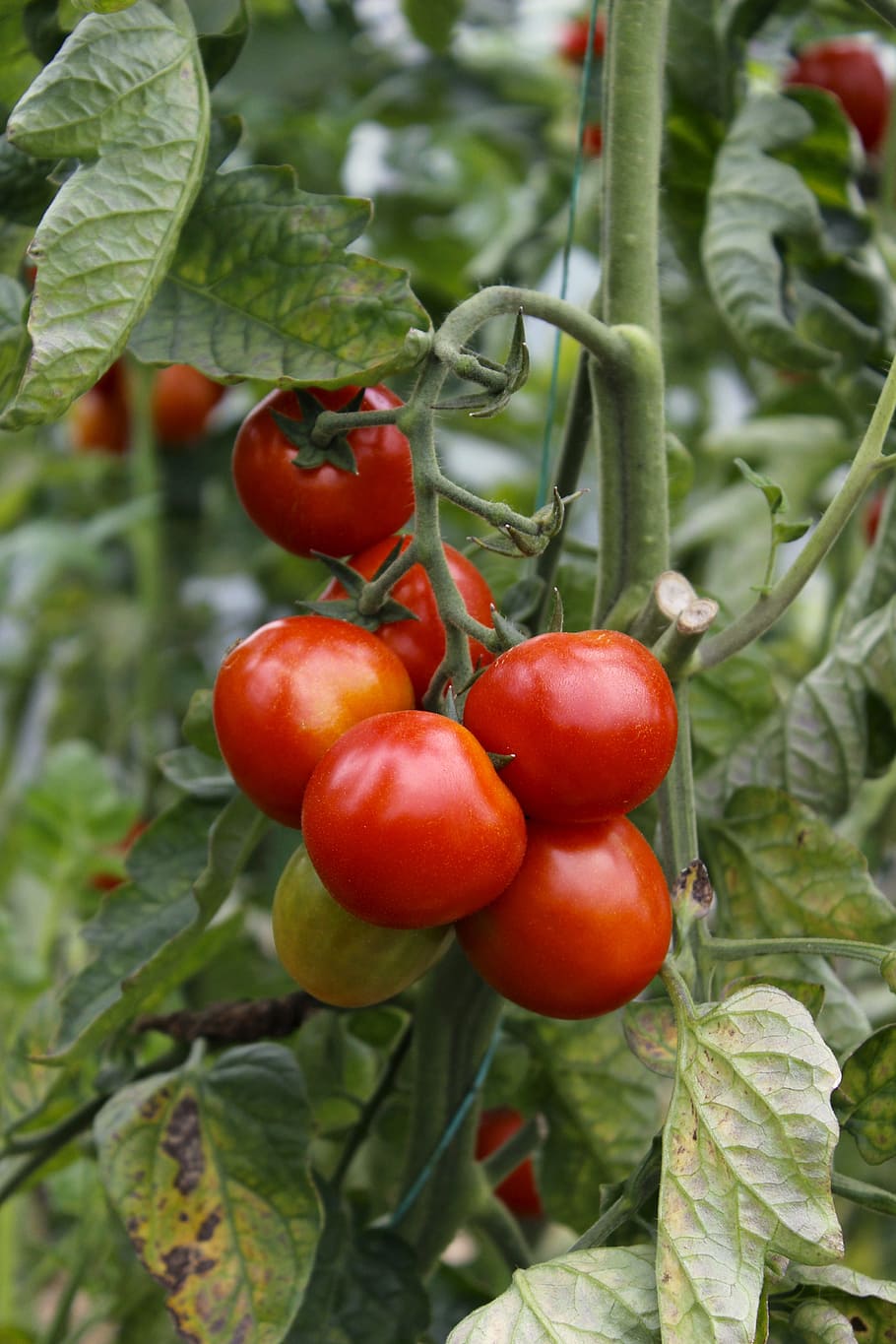 tomatoes, tomato, red, fresh, organic, food, leaf, stalk, fruit, ketchup