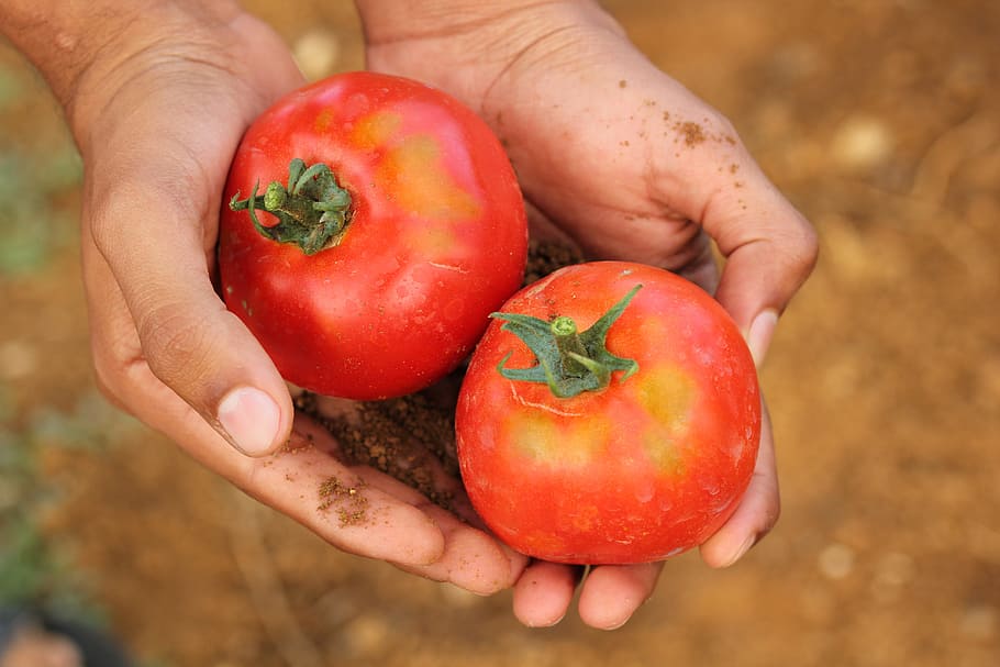two red tomatoes, Tomato, Agriculture, Dirt, Organic, Food, organic, food, vegetable, healthy, garden