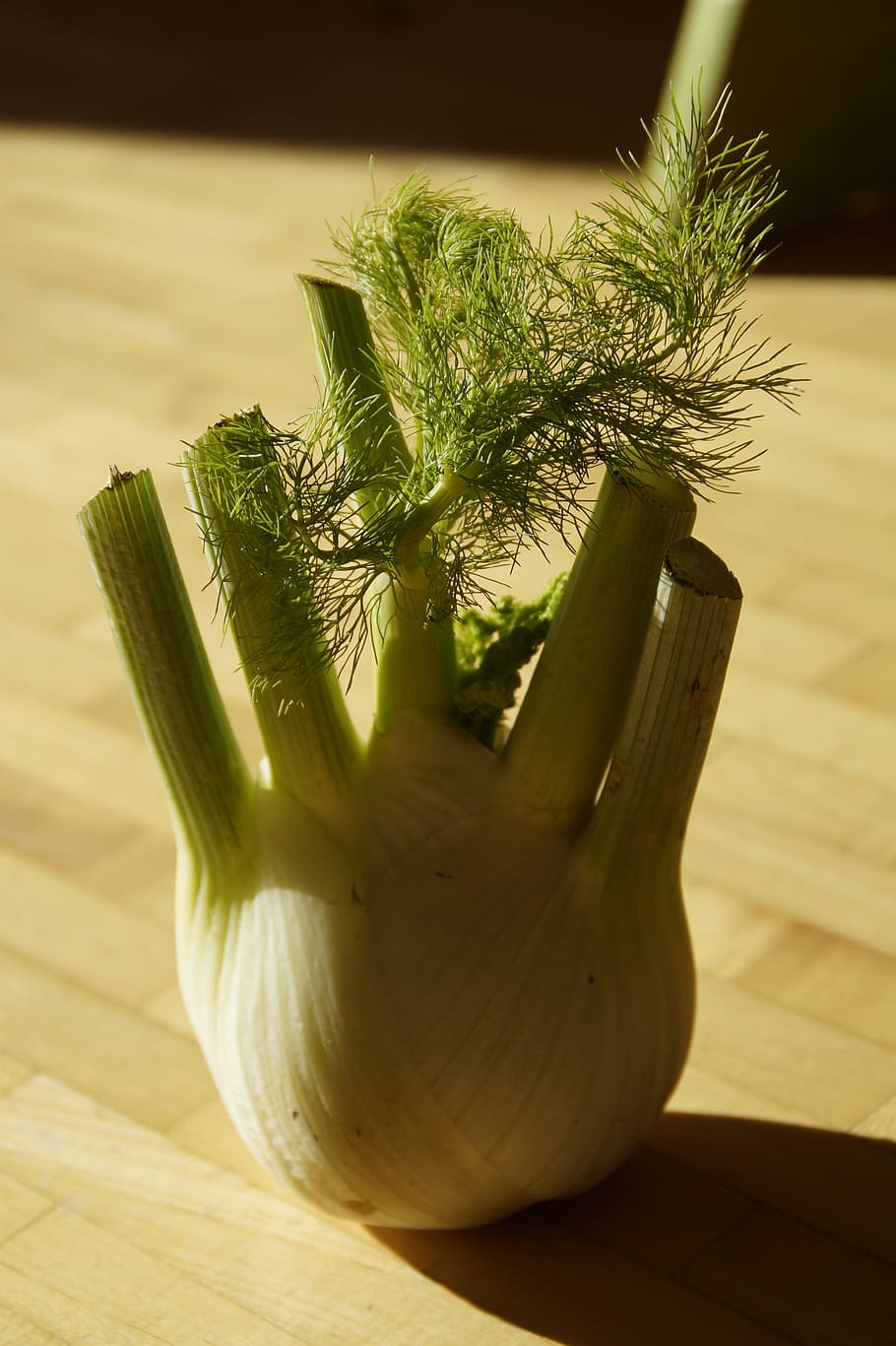fennel, fennel vegetable, vegetables, tuber, fennel bulb, food, frisch, eat, healthy, food and drink