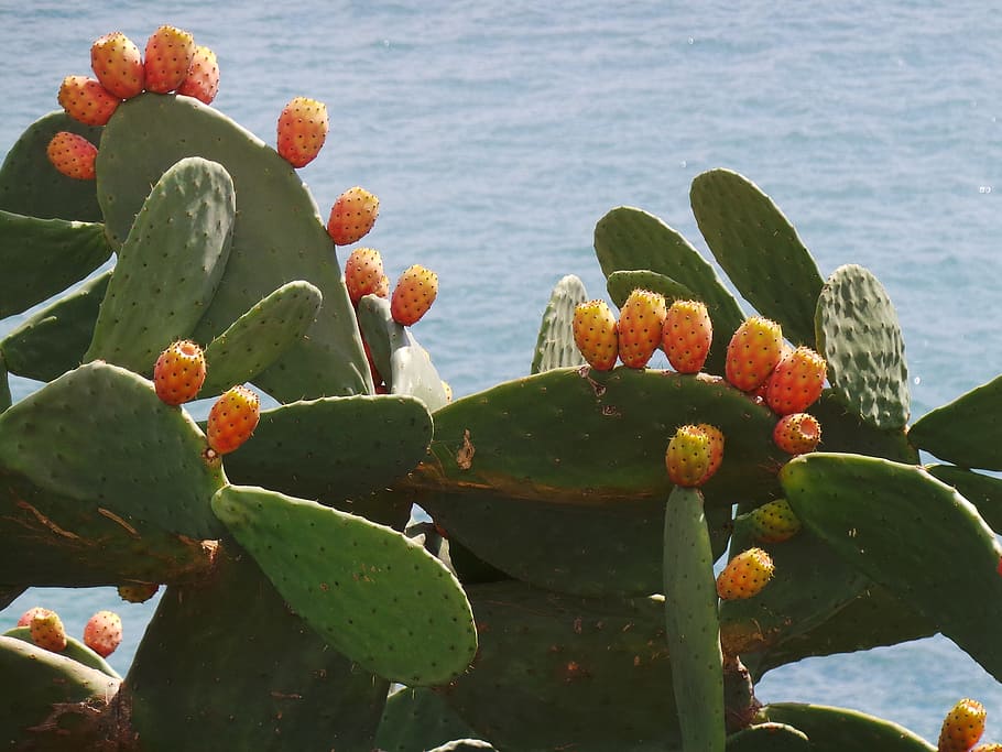 Cactus, Fruit, Pear, Plant, cactus, fruit, pear cactus, natural, blossom, bloom, petal